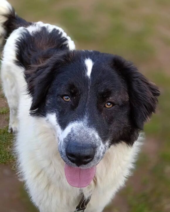 Leo – Adottato Leo – Adottato