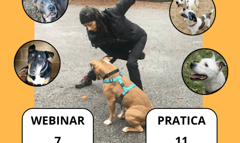 Seminario di Detection e Mantrailing con Claudia Cavallo – Dedicato ai Cani del Canile Seminario di Detection e Mantrailing con Claudia Cavallo – Dedicato ai Cani del Canile